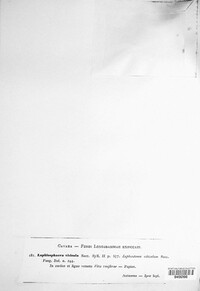 Lophiostoma subcorticale image